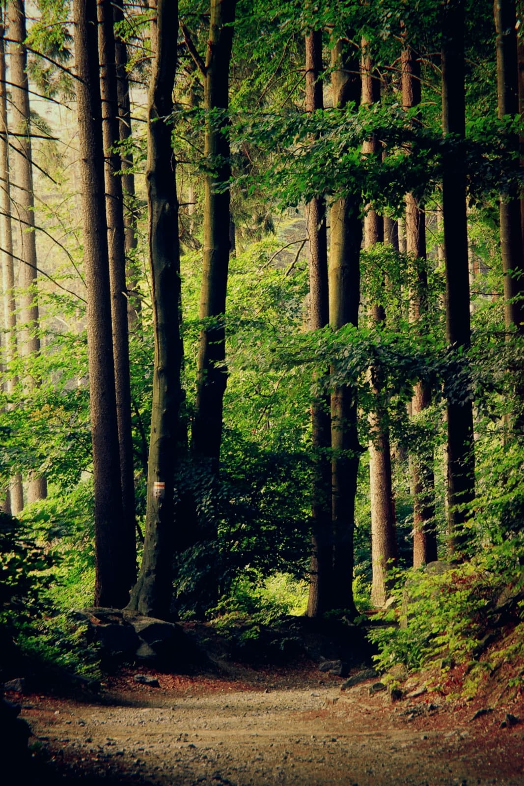 Photo developed with the Evergreen 500 camera